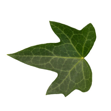 feuille de lierre en png
