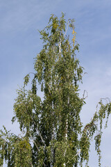 High birch tree in summer