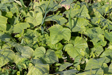 Fototapeta premium A home garden where green cucumbers grow