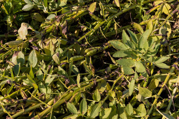 Agricultural field with green beans