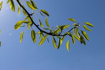 the first foliage on a blooming fruit pear