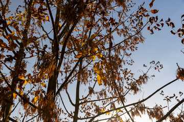 Autumn park with trees during leaf fall