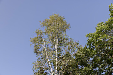 A variety of trees growing in the park