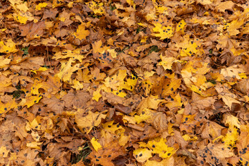 Autumn foliage on trees during its color change