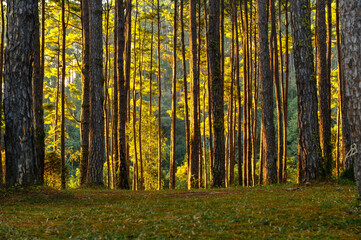 Natural pine forest with gold sunlight in the background