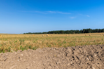 Fototapeta na wymiar A field with cereals in the summer