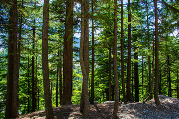 Trees in the Osho forest