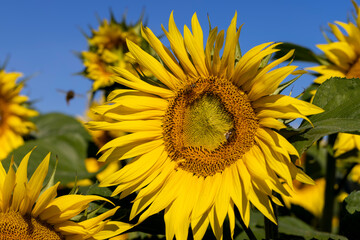 Beautiful blooming yellow sunflowers in the summer
