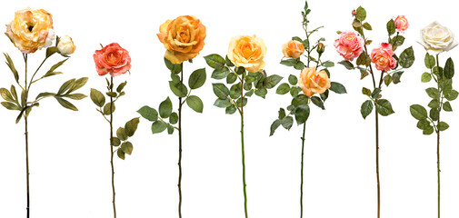 set of flowers on transparent background