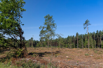 Deforestation for timber harvesting , forest