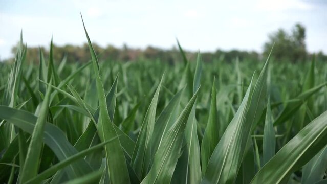 Campo de cultivo de ma&iacute;z movido por el viento, bajo un cielo brillante.
