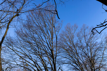 Bare trees in early spring in sunny clear weather