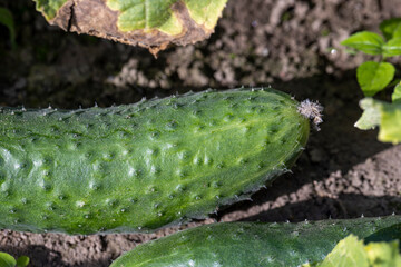 A home garden where green cucumbers grow