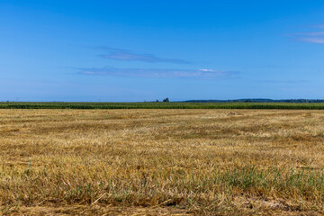 A field with cereals in the summer