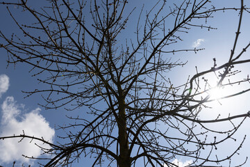 ash in sunny weather in early spring, a young ash tree