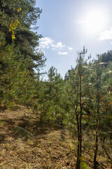 Fototapeta premium Coniferous pine tree with long needles