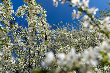 the first foliage on a cherry blossoming with white flowers in spring