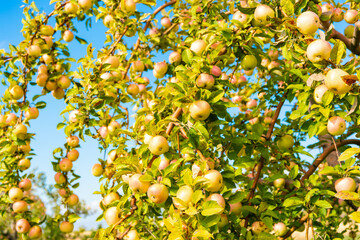 green apple orchard harvest in autumn. apple orchard harvest of fruit.