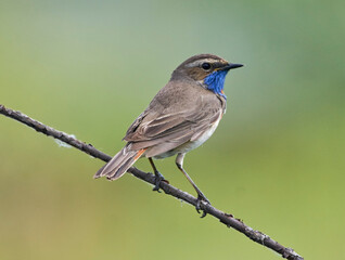 A blue-necked bird sits on a tree branch