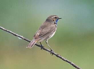 A blue-necked bird sits on a tree branch