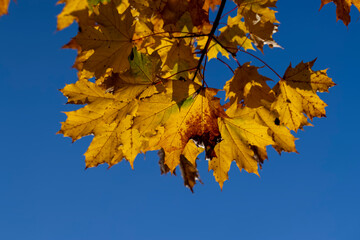 Maple tree during the autumn season