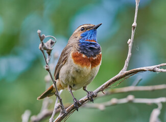 A blue-necked bird sits on a tree branch