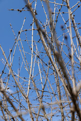 catalpa bignoniform tree in sunny weather in early spring