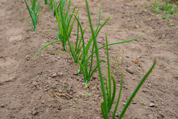 Young onion seedlings growing in soil outdoors in a garden.