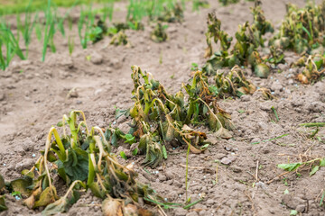 Potato plants damaged by the frost. Early potato plants showing signs of frost damage to the leaves. Leaves of potatoes bitten by frost.