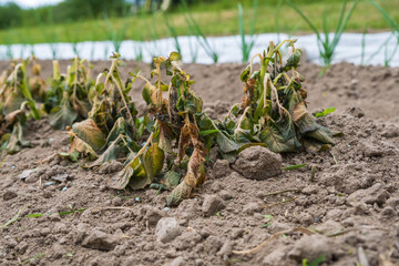 Potato plants damaged by the frost. Early potato plants showing signs of frost damage to the...