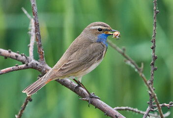 A blue-necked bird sits on a tree branch