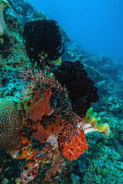 Coral reef South Pacific