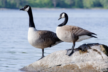 Canada geese pair together at Loch Lomond in Scotland