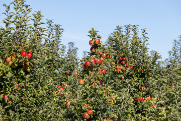 Apple orchard with red ripe apples hanging on branches