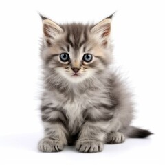 Obraz premium british kitten on white. Generative AI