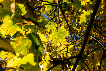 Maple foliage that has changed color in autumn