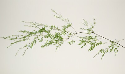  a branch of a tree with green leaves on a white background with a white wall in the background and a white vase in the foreground.  generative ai