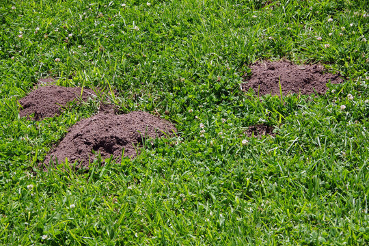 Gopher mounds in the fresh grass