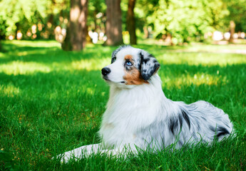 A dog of the Australian Shepherd breed lies on the green grass on the background of the park. The dog is tricolor and nine months old. She looks up. Has blue eyes. The photo is blurred