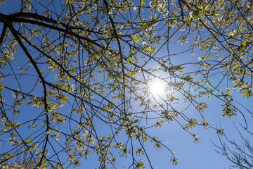 the first foliage on a cherry blossoming with white flowers in spring