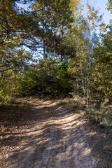 Obraz premium A road for cars in an autumn forest with trees