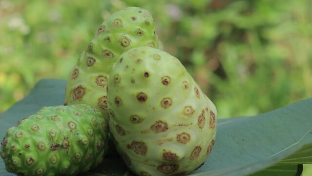 close up sliced fresh noni fruit or Morinda citrifolia is a fruit-bearing tree in the coffee family, rotating Rubiaceae