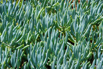 Senecio blue chalksticks succulent ground cover plants