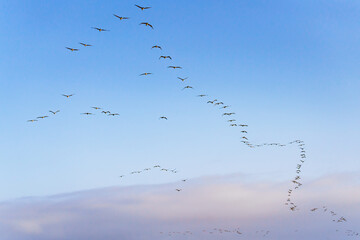 Flock of brown pelicans flying in a formation, and clear blue sky in the background, copy space