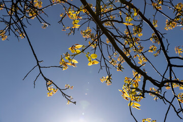 the first foliage on a walnut blooming with long flowers