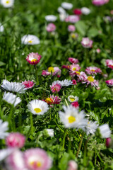 beautiful blooming daisies white and red in spring