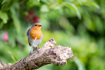 Robin (Erithacus rubecula) posing on thick branch with a vibrant green foliage background - Yorkshire, UK in June 