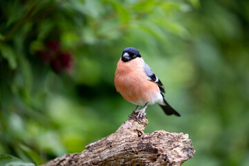 Adult male Eurasian Bullfinch (Pyrrhula pyrrhula) posed on a thick branch with a natural, green...