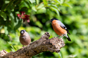 Pair of bullfinches. Adult male and female Eurasian Bullfinches (Pyrrhula pyrrhula) perched on a...