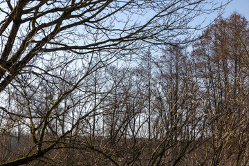 Bare trees in early spring in sunny clear weather